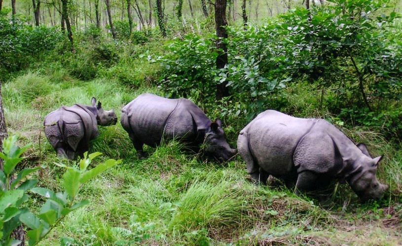 Wildlife Nepal