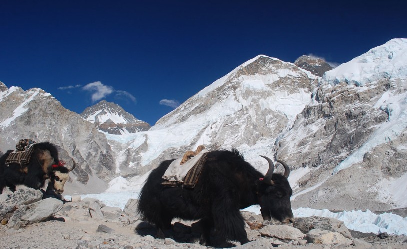 Yak in Everest Region