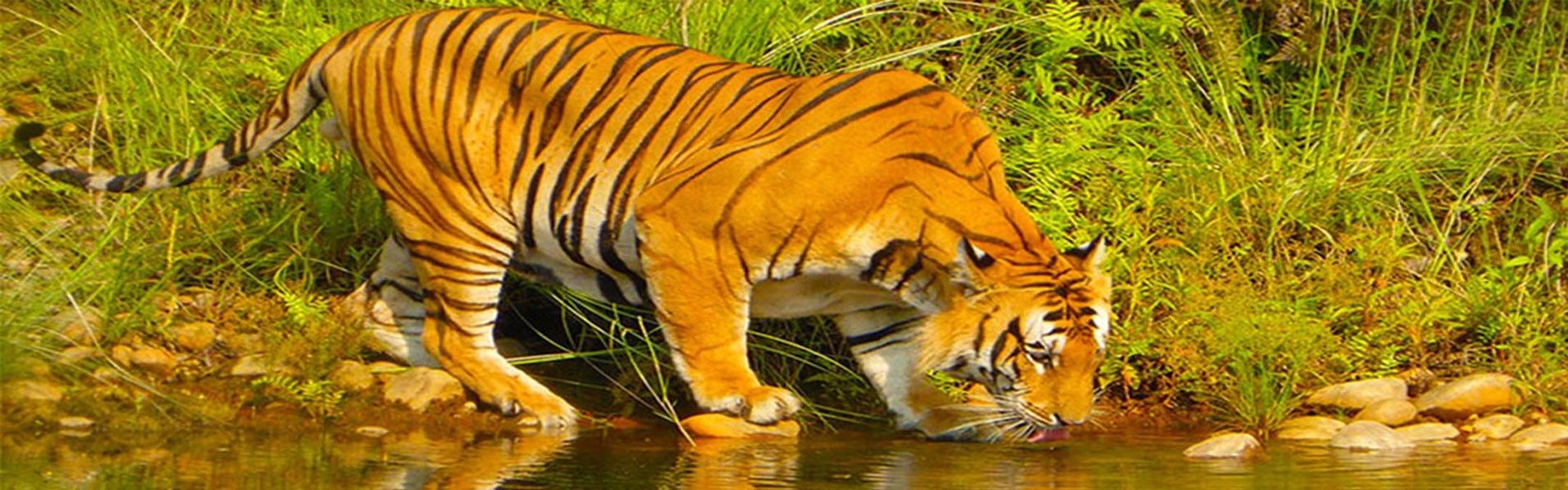 Royal Tiger in Baardia Nationa; Park