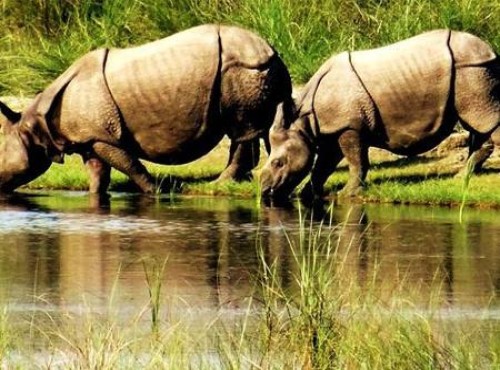 Rhinos in Bardia National Park