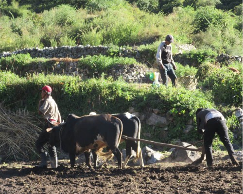 Farming In Manaslu Region