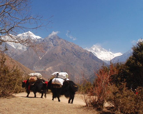 Trek On Yak To Ebc