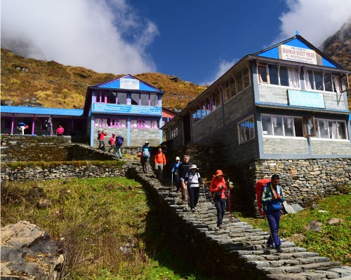 Trekkiers Tree Back To Bamboo