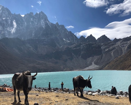 Yaks In Gokyo Lake