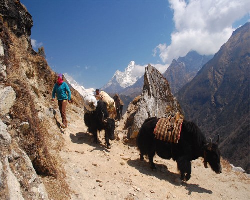 Yaks On Way To Ebc